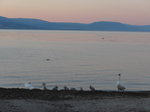 (173'101) - Schwanenfamilie am Neuenburgersee am 17.