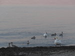 (173'103) - Schwanenfamilie am Neuenburgersee am 17.