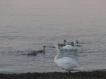 (173'104) - Schwanenfamilie am Neuenburgersee am 17.