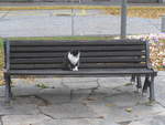 (222'332) - Katze auf dem Bnkli am 21.