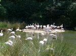 (174'409) - Flamingos am 28.