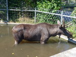 (174'413) - Elch am 28.