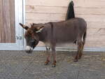 (277'228) - Esel am 24.