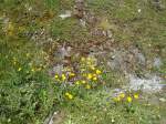 (134'698) - Alpenflora im Bachlger bei Grindelwald am 3.