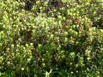 (237'231) - Alpenflora am 18.