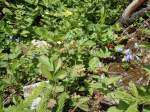 (146'107) - Walderdbeeren bei der Iffigenalp am 28.