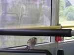 (171'733) - Ein Spatz im Postautoanhnger am 12.