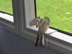(171'734) - Ein Spatz im Postautoanhnger am 12.