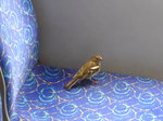 (171'735) - Ein Spatz im Postautoanhnger am 12.