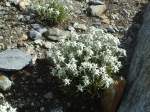 (135'745) - Edelweiss beim Steingletscher am 21.