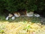 (127'970) - Katze Fortuna geniesst den Schatten am 12.
