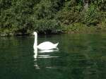 (130'148) - Ein Schwan am 3.