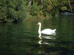 (130'149) - Ein Schwan am 3.