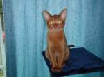 (131'075) - Eine Katze auf dem blauen Teppich am 22.