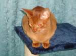 (131'076) - Eine Katze auf dem blauen Teppich am 22.