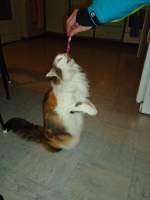 (132'602) - Katze Fortuna macht Frauchen am 10.