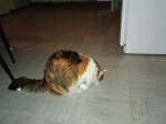 (132'603) - Katze Fortuna beim Fressen am 10.