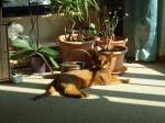 (132'771) - Katze sonnt sich in der Stube am 8.