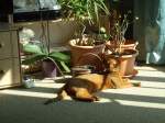 (132'772) - Katze sonnt sich in der Stube am 8.