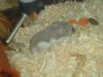 (132'776) - Hmi, der Hamster beim Fressen am 8.