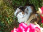 (133'936) - Katze Fortuna am Schatten am 30.