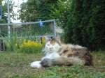 (133'939) - Katze Fortuna ist sehr fotogen am 30.