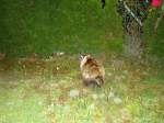 (135'450) - Katze Fortuna sieht einen Igel am 13.