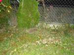 (135'452) - Ein Igel auf Besuch am 13.