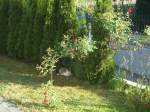 (139'294) - Katze Fortuna unter dem Rosenbogen am 2.