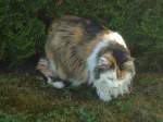 (139'296) - Katze Fortuna am Schatten am 2.