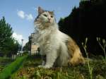 (140'966) - Katze Fortuna am 27.
