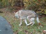 (142'202) - Ein alter Wolf auf der Thuner Allmend am 11.