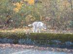 (142'203) - Ein alter Wolf auf der Thuner Allmend am 11.