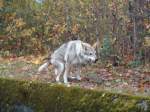 (142'204) - Ein alter Wolf auf der Thuner Allmend am 11.