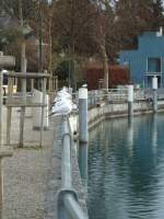 (142'526) - Mwen bei der Schifflndte in Thun am 16.