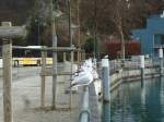 (142'527) - Mwen bei der Schifflndte in Thun am 16.