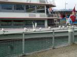 (142'530) - Mwen bei der Schifflndte in Thun am 16.