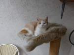 (149'344) - Katze Mamba alias Chlefeli am 15.