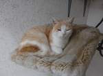 (149'345) - Katze Mamba alias Chlefeli am 15.