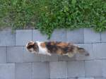 (161'707) - Katze Fortuna von oben am 2.