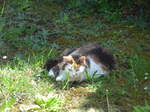 (180'142) - Katze Fortuna geniesst den Frhling am 15.