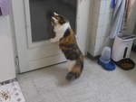 (213'199) - Katze Nimerya mchte hinaus am 30.