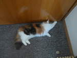 (213'440) - Katze Nimerya mchte hinaus am 6.