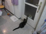 (213'810) - Kater Shaggy winkt Kater Momo am 12.