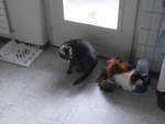 (213'985) - Kater Shaggy und Katze Nimerya in der Kche am 20.