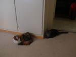 (213'991) - Katze Nimerya und Kater Shaggy am 22.