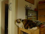 (214'112) - Katze Nimerya am 8.