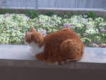 (215'887) - Kater Momo am 5.