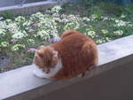 (215'888) - Kater Momo am 5.