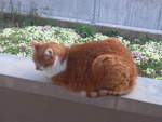 (215'889) - Kater Momo am 5.